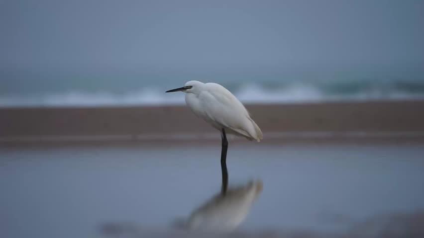 Great Egret Taking Off from Cloudy Beach, Freedom and Wildlife Concept