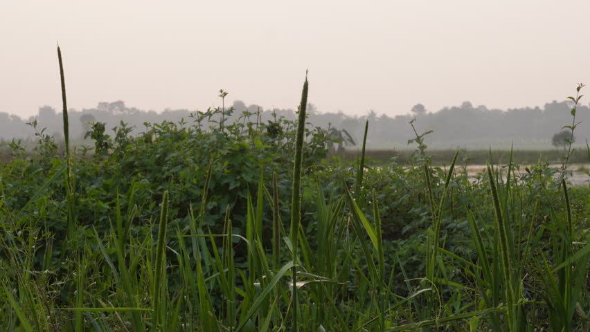 Tall marsh grasses on riverbank with misty rural landscape in background
