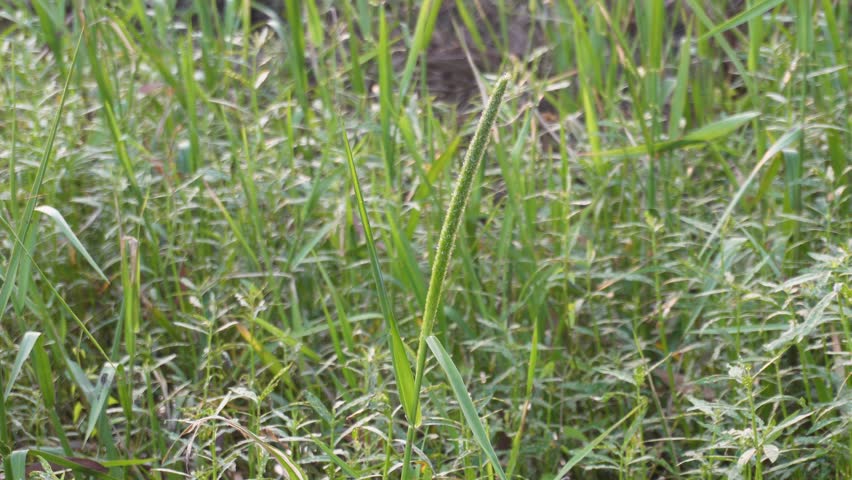 Close up of wild grass seed head rising above mixed meadow vegetation