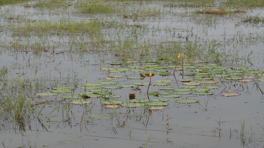 Wetland with lily pads and aquatic plants