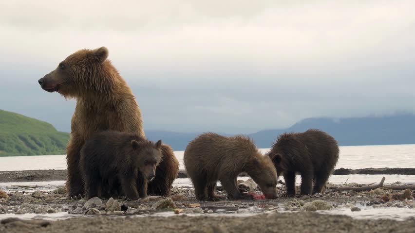 A mother brown bear stands alert while her three cubs feed nearby