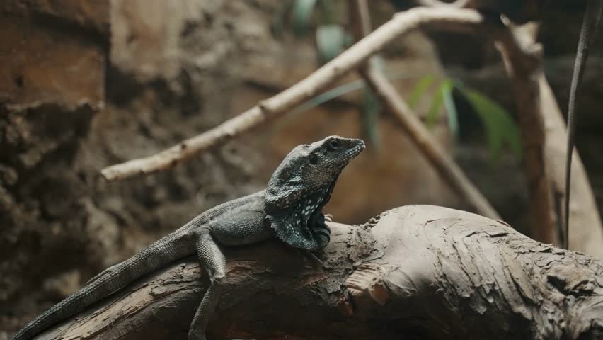 Close-up of a frilled-neck lizard resting on a wooden branch