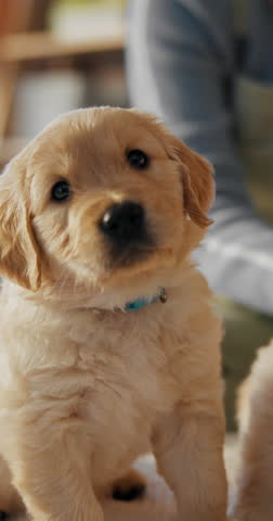 Dog, animal or bed with owner for pet care, comfort or shelter with sibling on sheet in home. Canine, puppy or person with golden retriever, insurance or love in bedroom house for safety or security