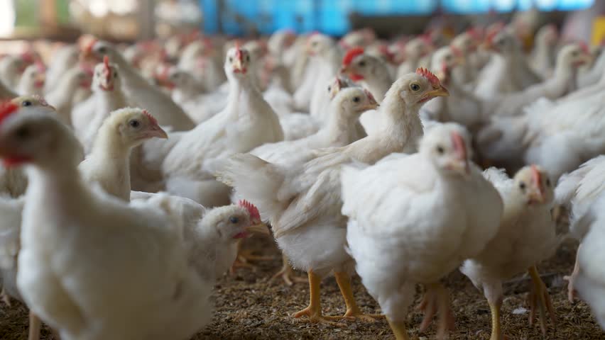 Group of healthy broiler chicken in poultry