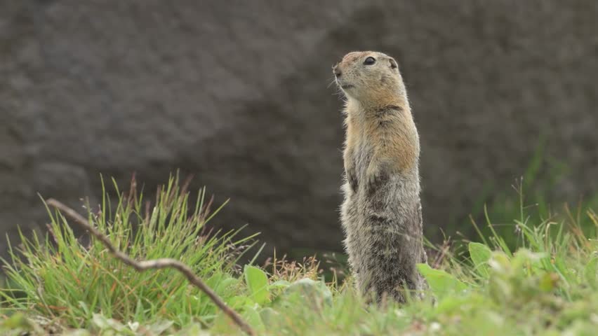 Cute Arctic ground squirrel standing alert in its natural grassy habitat