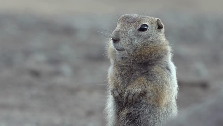 Cute ground squirrel standing alert in natural habitat, wildlife close-up portrait