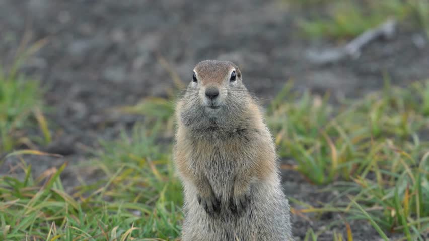 Cute ground squirrel standing alert in natural habitat, wildlife close-up portrait