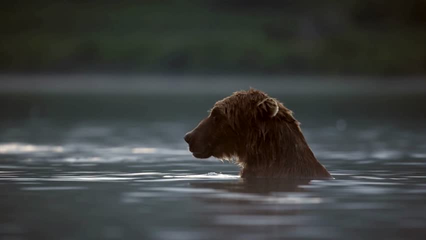 Kodiak brown bear shaking off water after fishing in a lake