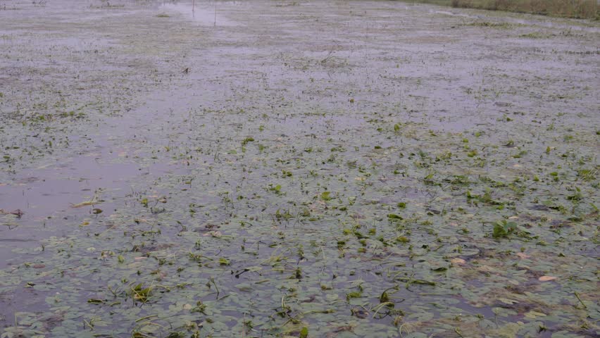Flooded paddy field surface covered with floating aquatic plants