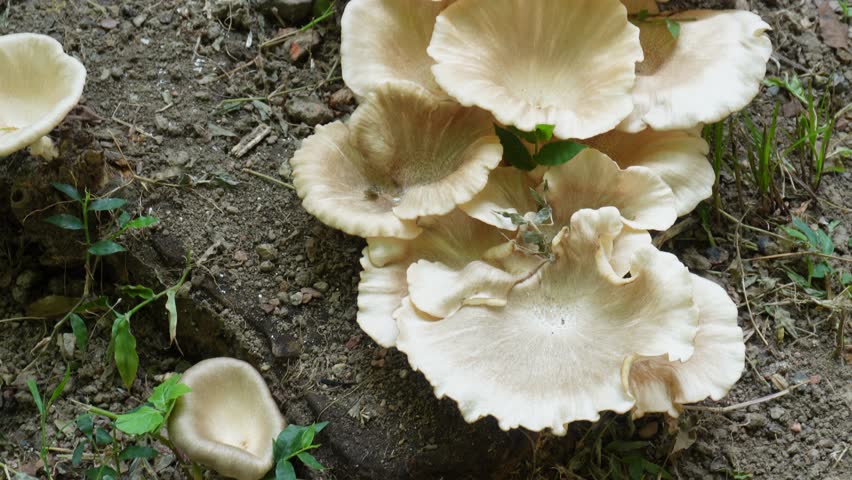 Cluster of creamy white wild mushrooms growing on forest soil