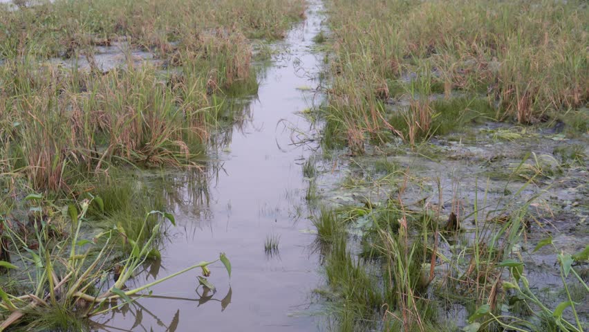 Waterlogged paddy field with flooded pathway	