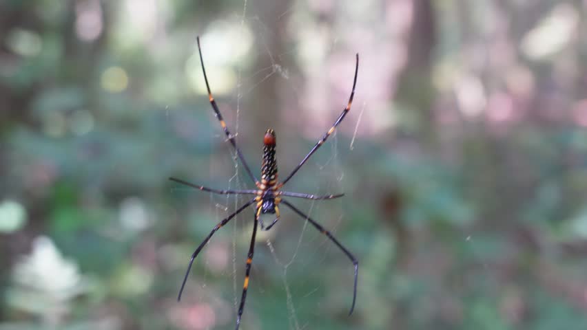 Colorful long jawed spider suspended on web in forest