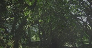 On start translucent bar graphs appearing over multi-trunked tree analyzing structure fading away. Nature, data visualization, digital interface, forest landscape, ecological analysis - Powered by Shutterstock - Get 15% off with code: PIKWIZARD15