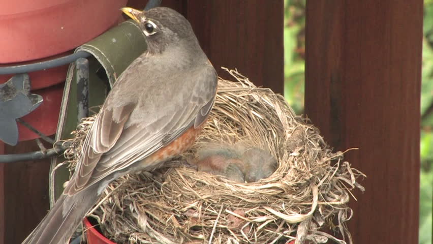 A robin feeds and cares for her babies.