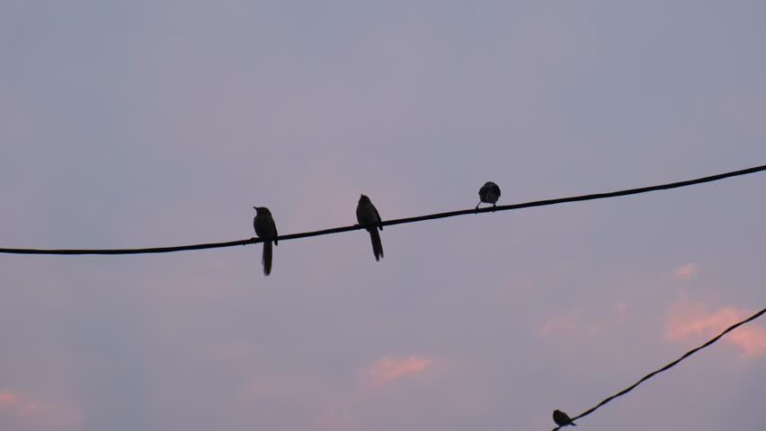 Silhouettes of several birds perched on electrical power lines against a twilight sky