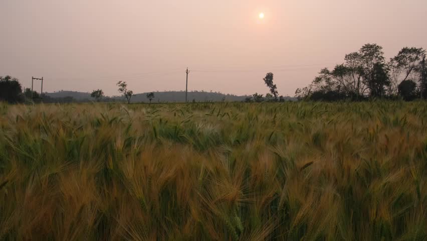 Scenic landscape of a barley field at sunset with a glowing sun in a hazy sky