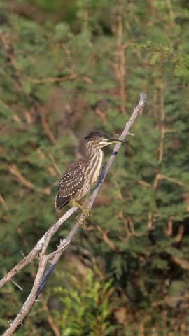 Vertical video, a straited heron perched in a dead tree.