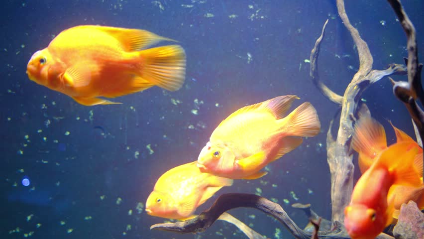 Several bright orange Blood Parrot Cichlids swim among intricate branches underwater in a large fish tank.
