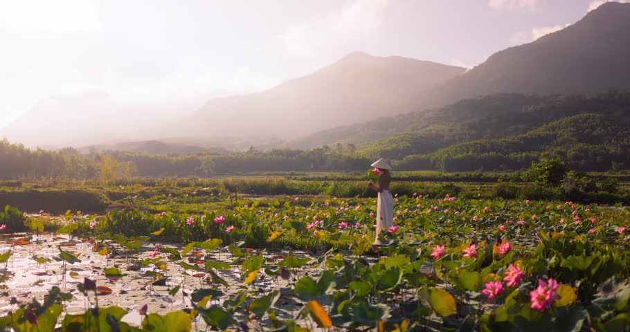 Vietnam lotus field at golden sunrise, woman in white dress holds flowers near Tra Ly Lotus Pond, Thai Binh, near Da Nang. Perfect for serene cinematic nature films, tourism promos, and ads.
