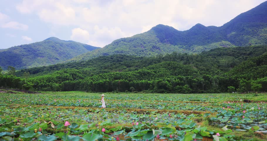 Woman in white dress and conical hat walks through Tra Ly lotus pond in Duy Xuyen, Quang Nam, Vietnam. Wide mountain landscape, ideal for tourism ads, nature documentaries, and serene travel openers.
