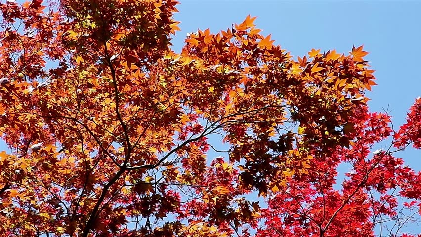 Japanese Maple in a soft breeze.