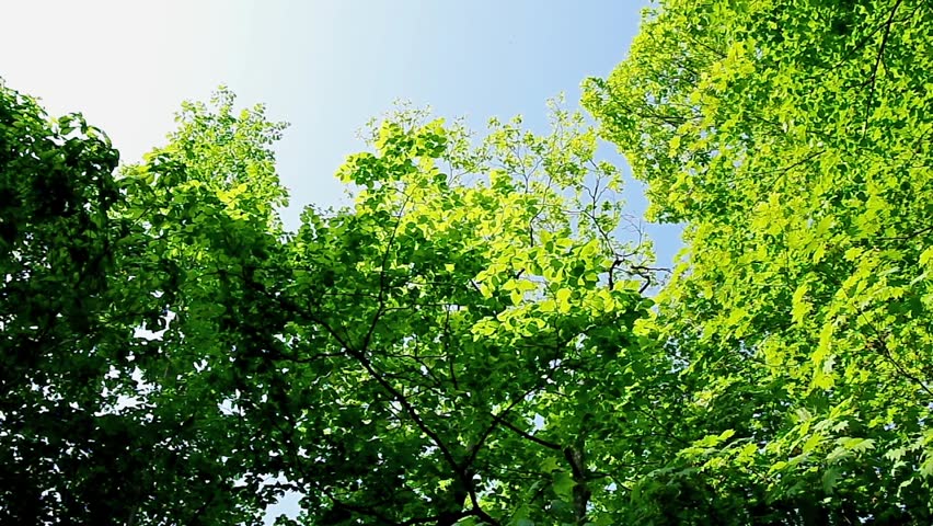 Panning shot of fresh green leaves