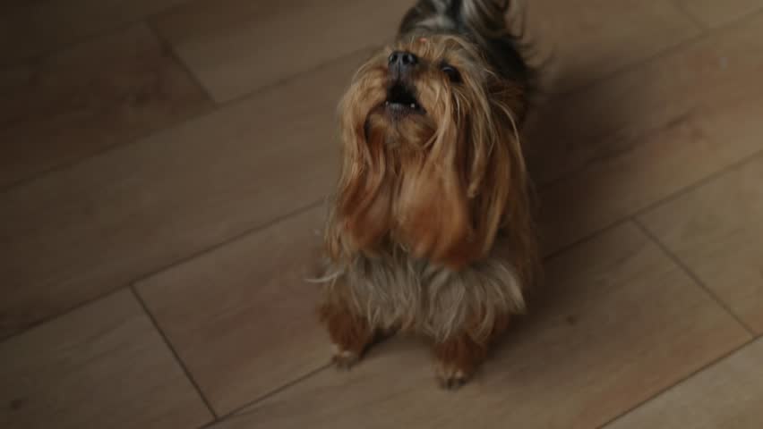 Yorkshire Terrier Barking and Looking Up Indoors, Small Dog at Home
