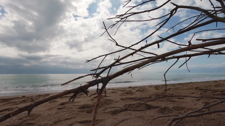 old weathered driftwood on a sandy beach with a calm sea background