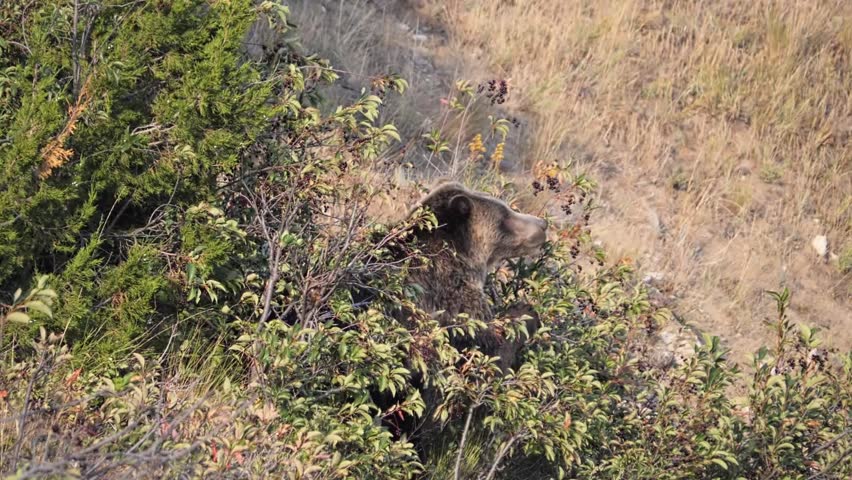 Wild grizzly bear eating berries in dry grass and sagebrush in Lamar Valley, Yellowstone National Park, Wyoming, USA