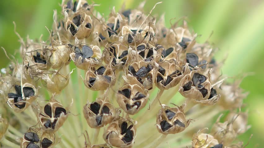 Fragrant flower seeds in the garden.