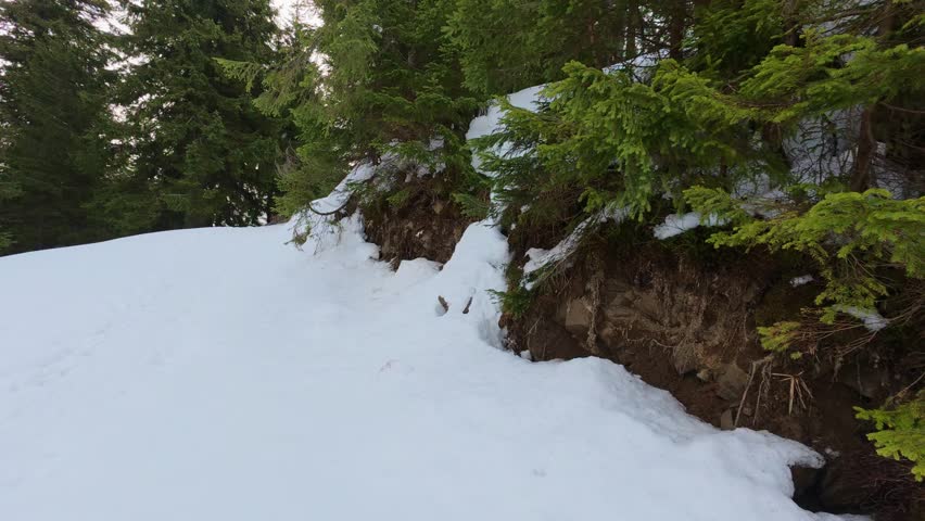 Snow-covered mountain trail through a dense green pine forest
