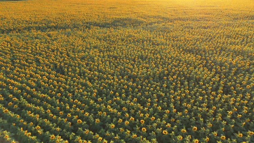 Drone aerial flight over a sunflower field at sunset