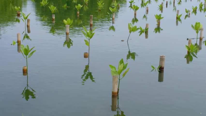 Close up Young Mangrove Seedlings in Coastal Wetland Nursery for Ecosystem Restoration. Mangrove Planting Reforestation and Coastal Restoration. Mangroves forest, mangroves swamp, mangrove sapling trees. Wave barrier, coastal barriers, natural sea wall, estuary ecosystem, brackish water.