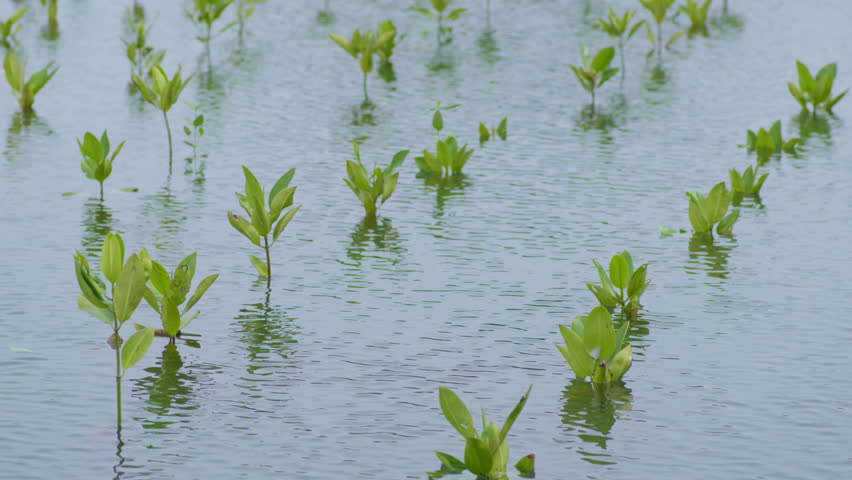 Young Mangrove Seedlings in Coastal Wetland Nursery for Ecosystem Restoration. Mangrove Restoration and Climate Change Mitigation Project. Mangrove Planting Reforestation and Coastal Restoration. Mangroves forest, mangroves swamp, mangrove trees. Wave barrier, wave breaker, coastal barriers, sea wall, estuary, brackish water.