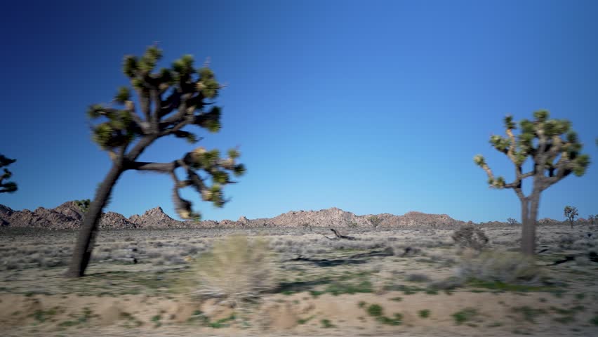 Driving on a road in Joshua Tree National Park while observing the desert landscape and the distinct Joshua trees under the clear sky