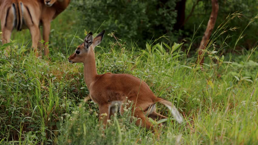A young impala grazes with its family on a lush meadow in a South African national park, surrounded by adults, showcasing tender social behavior, natural coexistence, and the serene beauty of savannah wildlife.