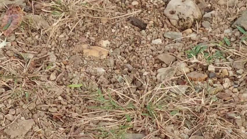 Natural ground, scattered soil, rocks, and dry grass.