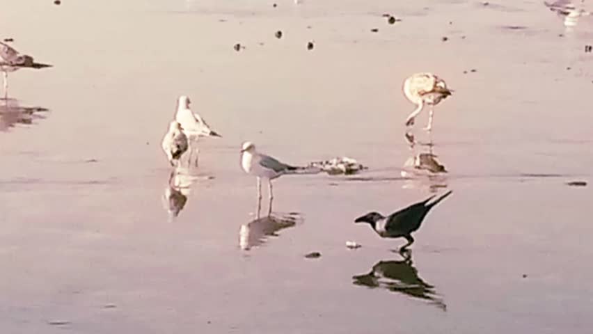 Natural oval seashell on wet beach sand during low tide, morning light.