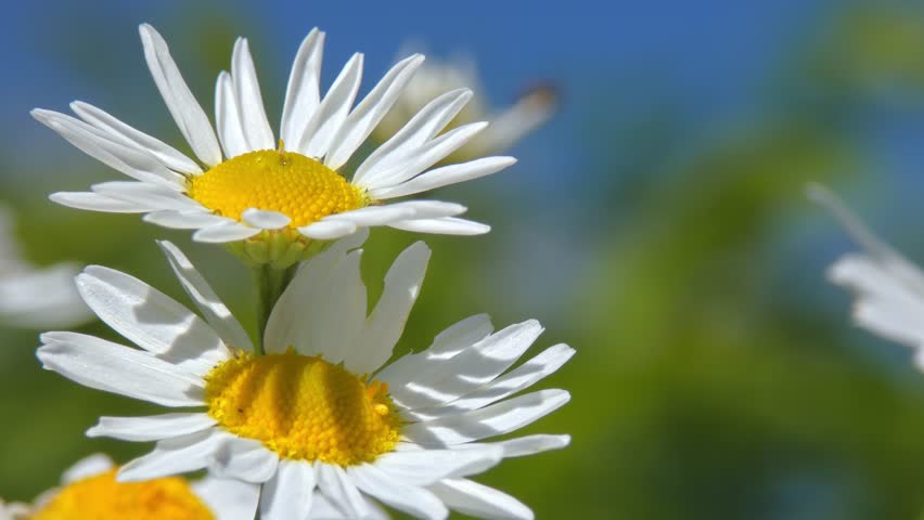 Oxeye daisy flowers blooming in summer field under clear blue sky, medium shot, natural lighting. Resilience and Mindfulness.