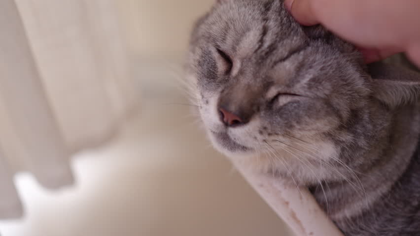 POV close-up of a hand scratching a chubby grey American Shorthair cat