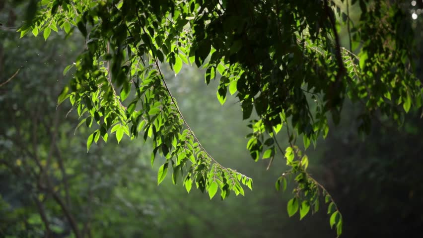 Sunlit green tree leaves swaying gently in a lush forest