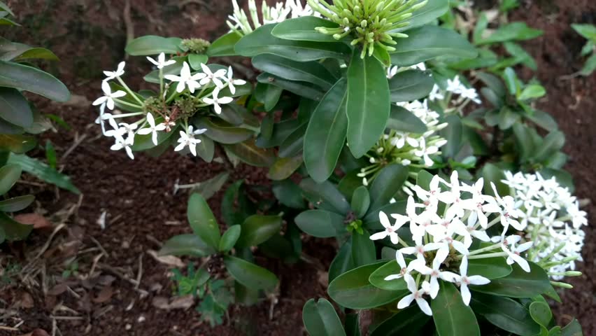 The beauty of White Ixora coccinea or White ashoka flower plant in the garden. Natural background