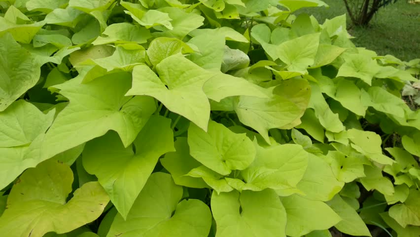 Ornamental sweet potato or sweet potato vine. Its leaves are blown by the gentle breeze in the garden. Natural background