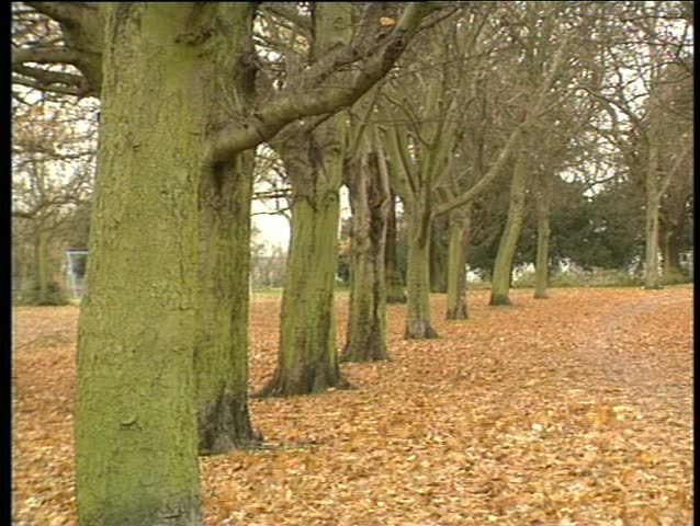 Autumn leaves