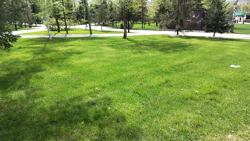 Cooked escargot with garlic herb butter displayed on a silver platter, garnished with olive oil, set on a dining table with soft lighting