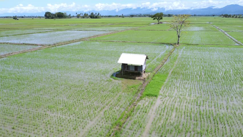 Top view drone footage of a small farmer hut standing in the middle of green rice fields, used for shelter during farming activities in daylight.