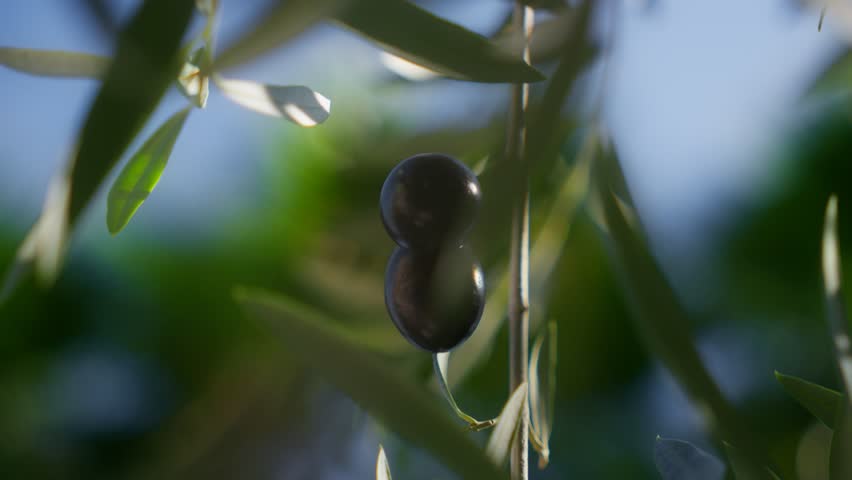 Ripe dark olives hang on a slender olive branch on the Adriatic coast. Leaves sway in a light breeze as focus shifts in warm backlight with creamy bokeh.