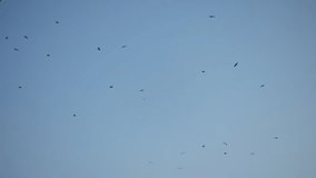 Dark gull like silhouettes glide and flap against a pale sky over the Adriatic Sea off Montenegro. Birds drift, circle, and shift in soft daylight and calm tones. - Powered by Shutterstock - Get 15% off with code: PIKWIZARD15