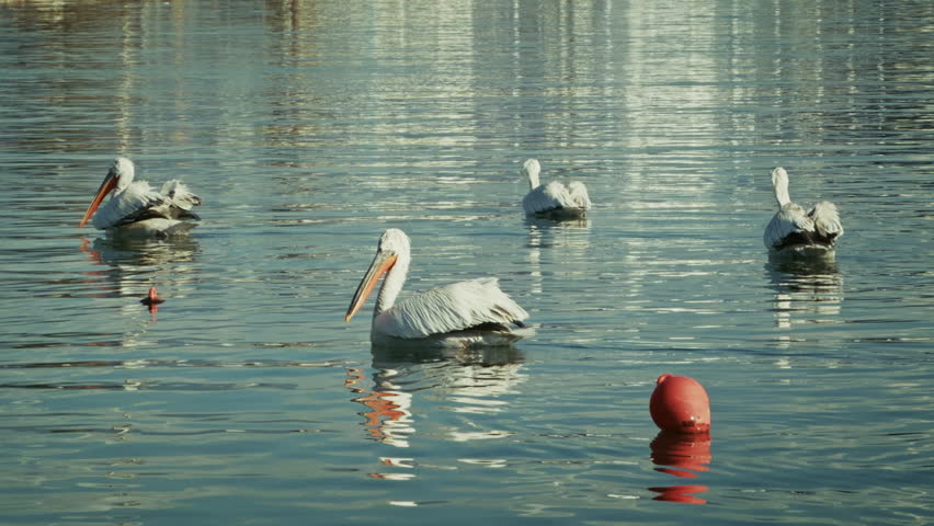 A pelican floating on sea water surrounded by fishing boats, capturing peaceful marine life and traditional coastal atmosphere in a scenic harbor setting.