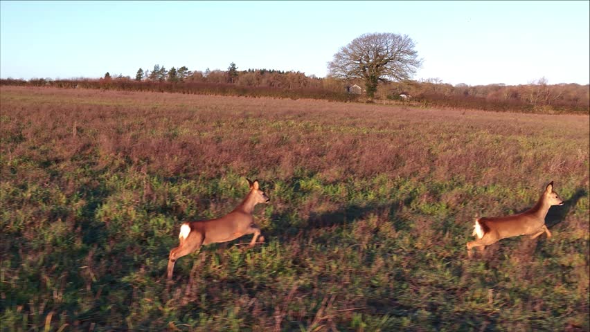 Drone Aerial View of Three Young Deer Running Across the Field in Nature